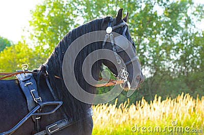 Black Friesian horse in harness in the sunset