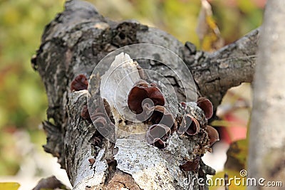 Black fungus grows on tree