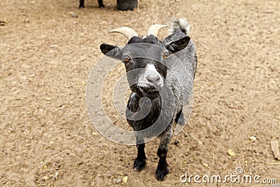 Black Funny Goat