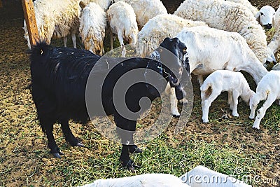 Black goat eat grass between white sheep
