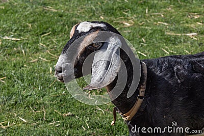 Black goat on lawn