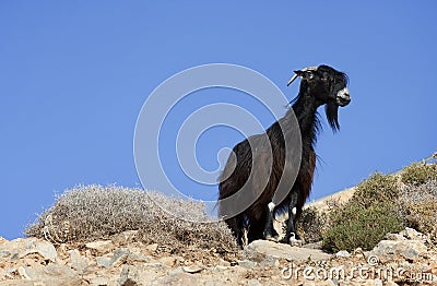 Black goat - RAW format