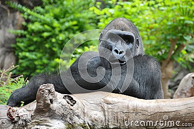 Black Gorilla Resting on a Wooden Pole