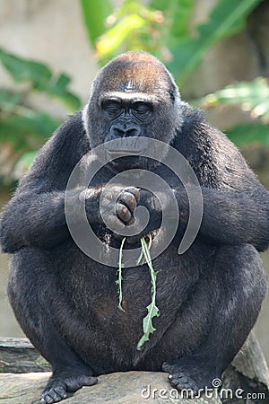Black gorilla thinking