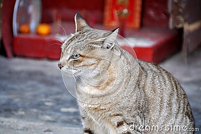 Black & grey Cat