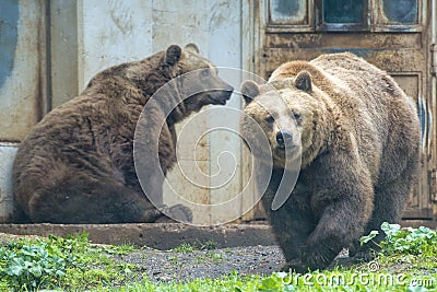 Black grizzly bears