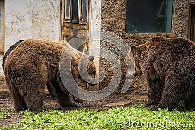 Black grizzly bears