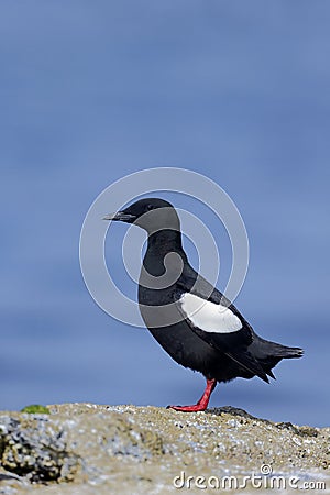 Black guillemot, Cepphus grylle