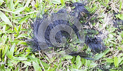 Black hair cut on grass