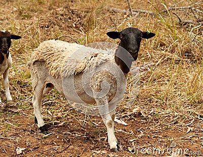Black head dorper sheep live animal