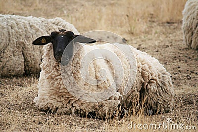 Black Headed Sheep