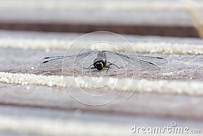 Black heath dragonfly warms up on deck