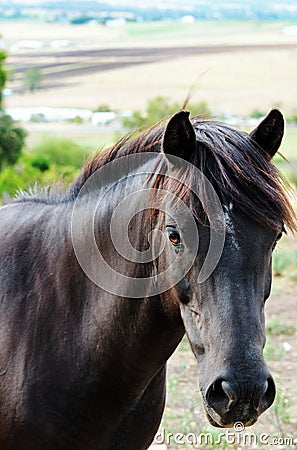 Black horse country view scene background