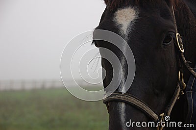 Black Horse in fog