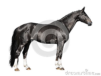 Black horse isolated on the white