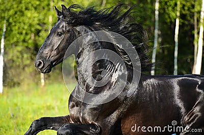 Black horse portrait with beautiful mane in motion