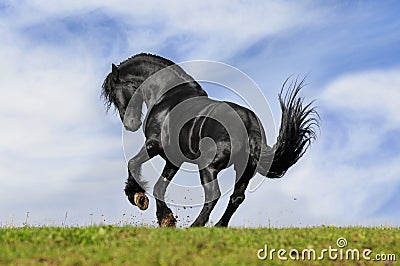 Black horse runs