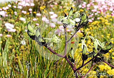 Black Kangaroo Paw