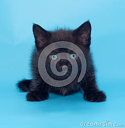 Black kitten with blue eyes