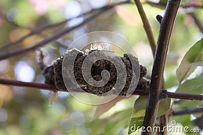 Black knot disease (Apiosporina morbosa)