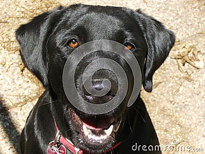 Black Lab Closeup