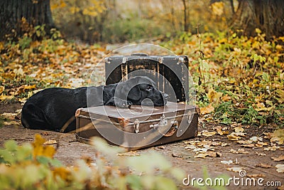 Black labrador autumn in nature, vintage