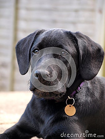 Black Labrador Puppy Dog wearing collar and tag