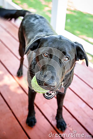 Black Labrador Retriever Dog With Ball Wanting to