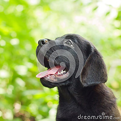 Black labrador retriever puppy in the yard