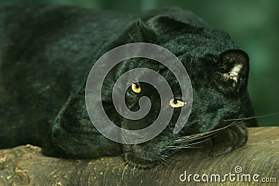 Black Leopard, Panther