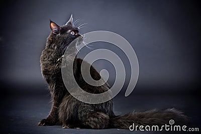 Black Maine Coon cat