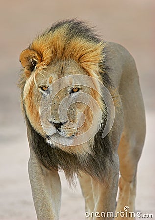 black-maned-african-lion-896040.jpg