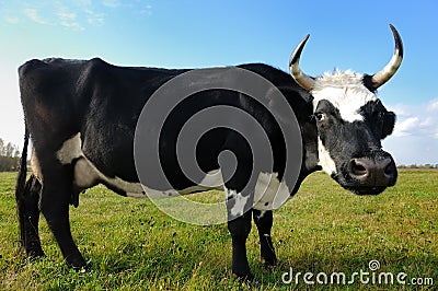 Black milch cow on green grass pasture
