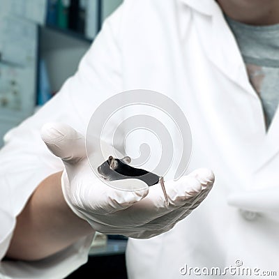 Black mouse in scientist s hand