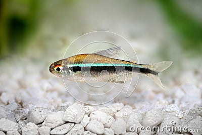 Black Neon Tetra Hyphessobrycon herbertaxelrodi freshwater aquarium fish