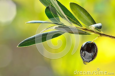 Black olive in garden food background