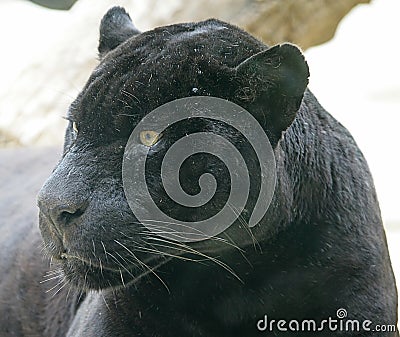 Black panther 3