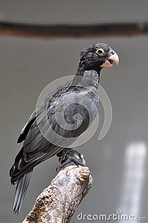 Black parrot bird of african