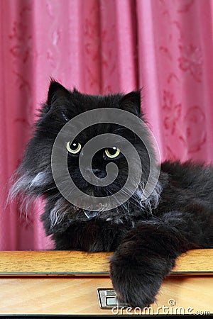 Black Persian cat posing