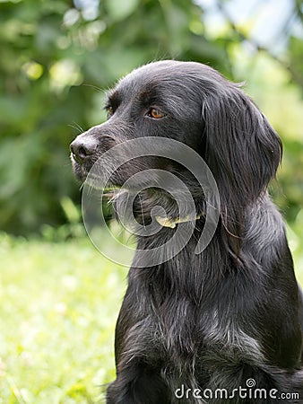 Black pet dog, portrait in garden.