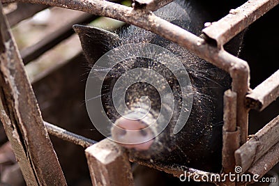 Black pig in the Cage