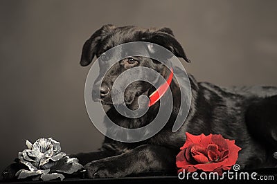 Black puppy on chemnit background