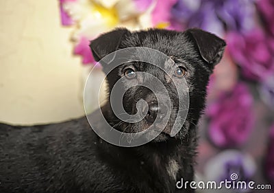 Black puppy on a floral background
