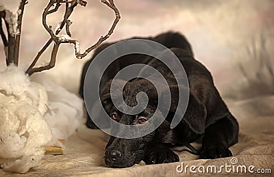 Black puppy on a winter background