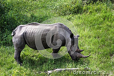 Black Rhino