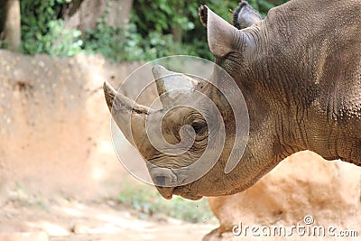 Black Rhino