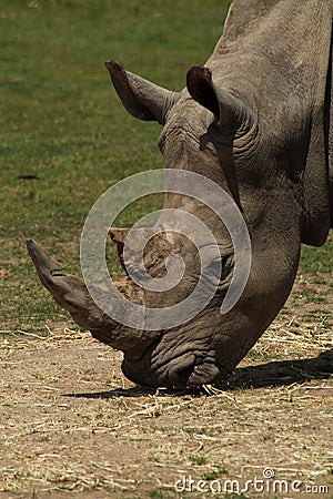 Black Rhino Head