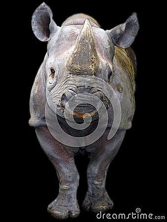 Black rhino isolated