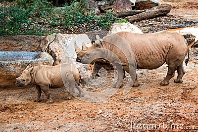 Black rhino mother and her calf