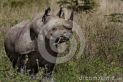 Black rhino munching thorny acacia